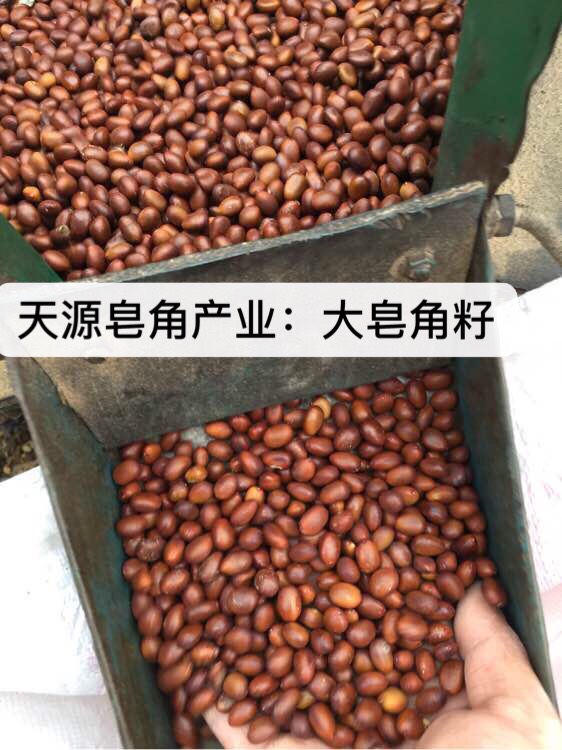 皂角种子