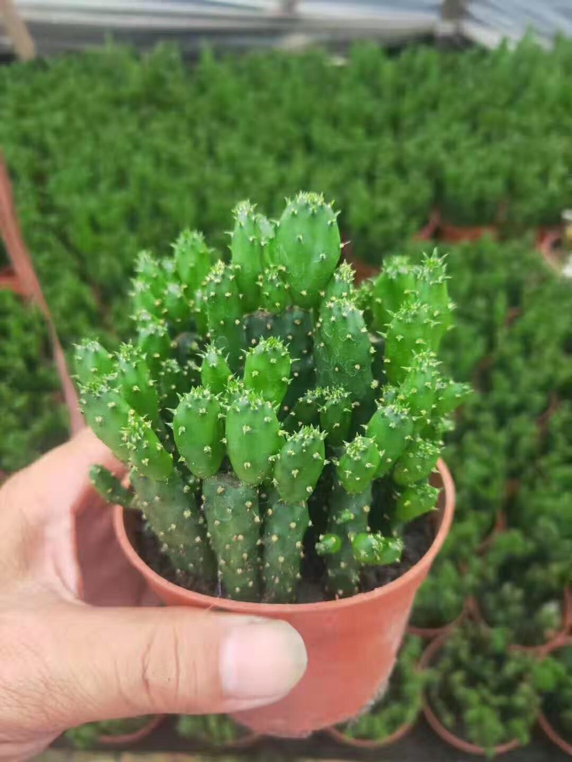 多肉植物 摇钱树 基地直发