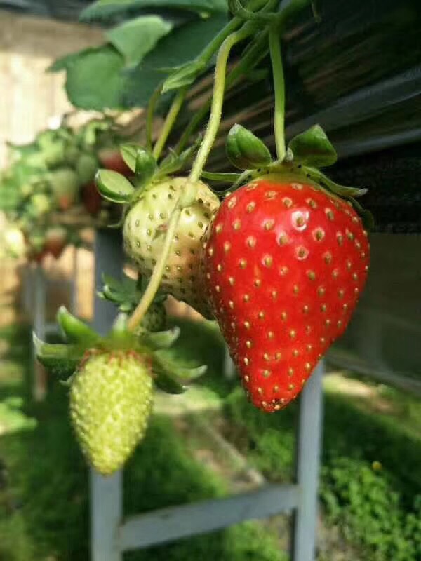 白雪公主草莓苗 日本品种  第5张