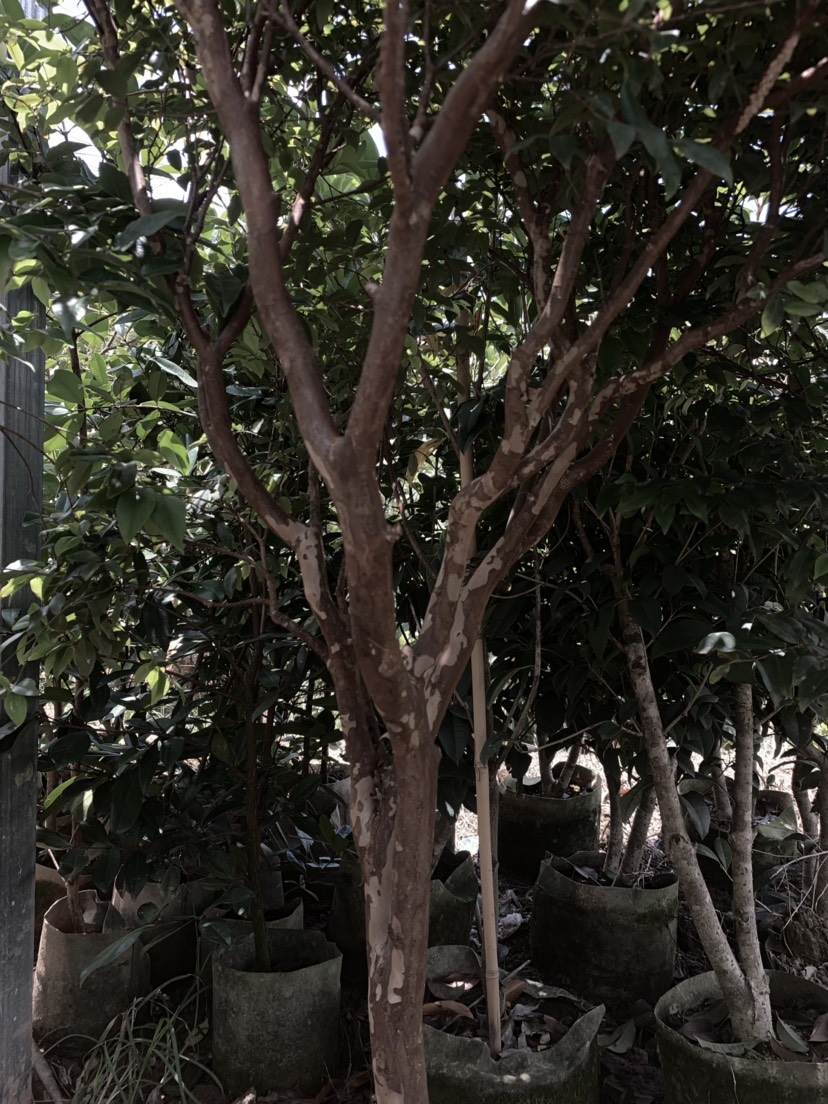 树葡萄苗 沙巴嘉宝果苗嘉宝果树葡萄果树苗 55.00 元/株