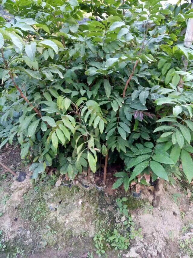 龙眼苗 石硖龙眼苗 四季龙眼苗 古山二号龙眼苗 储良龙眼苗