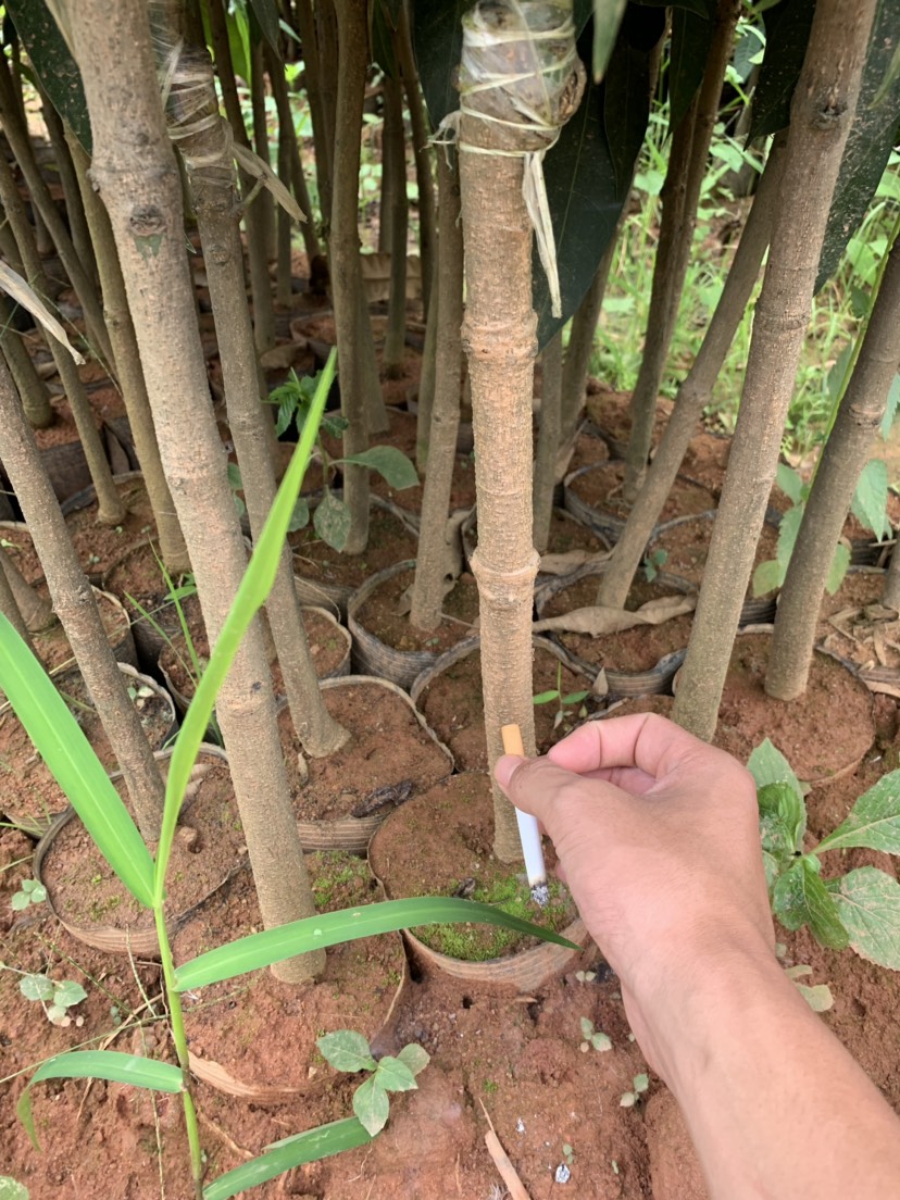 [金煌芒果苗批发]金煌芒果苗 正宗嫁接芒果树苗凯特芒