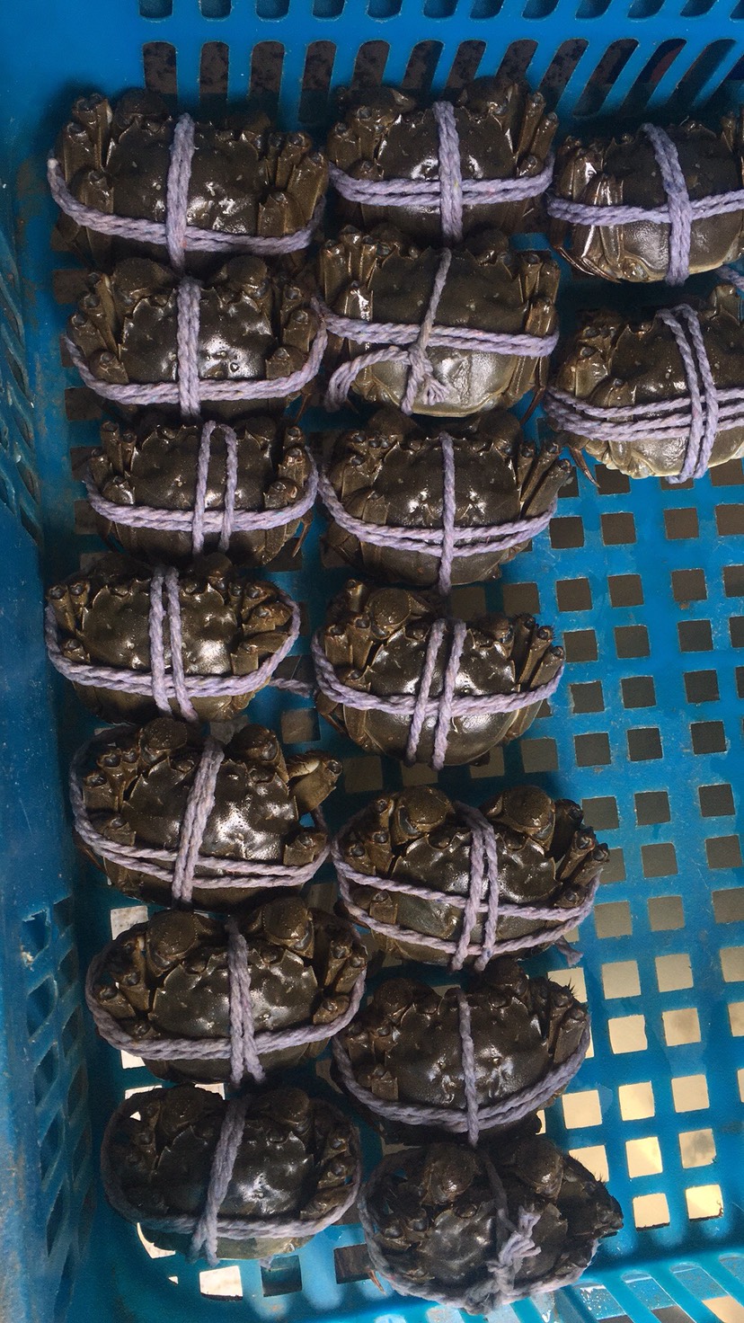 江苏省淮安市金湖县高邮湖大闸蟹 螃蟹