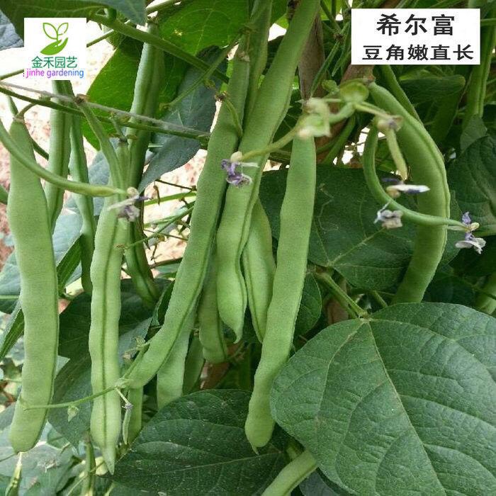 大豆豇豆绿豆菜豆四季豆荷兰豆专用叶面肥氨基酸肥增产剂膨大做果