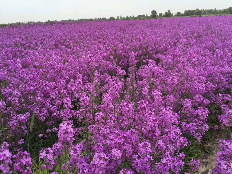 蓝香芥种子 蓝香芥,秋季播种适合树荫下坡地荒地种植.