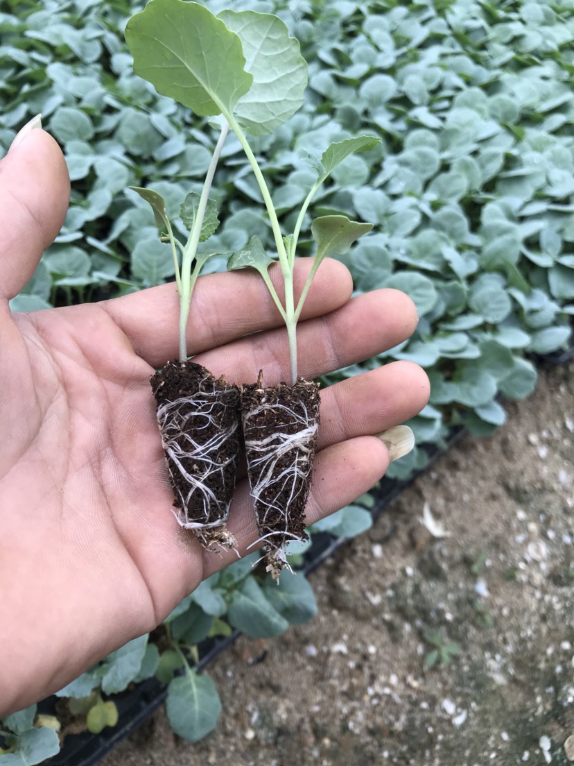 西兰花苗 优质种苗 精心培育 质量充足