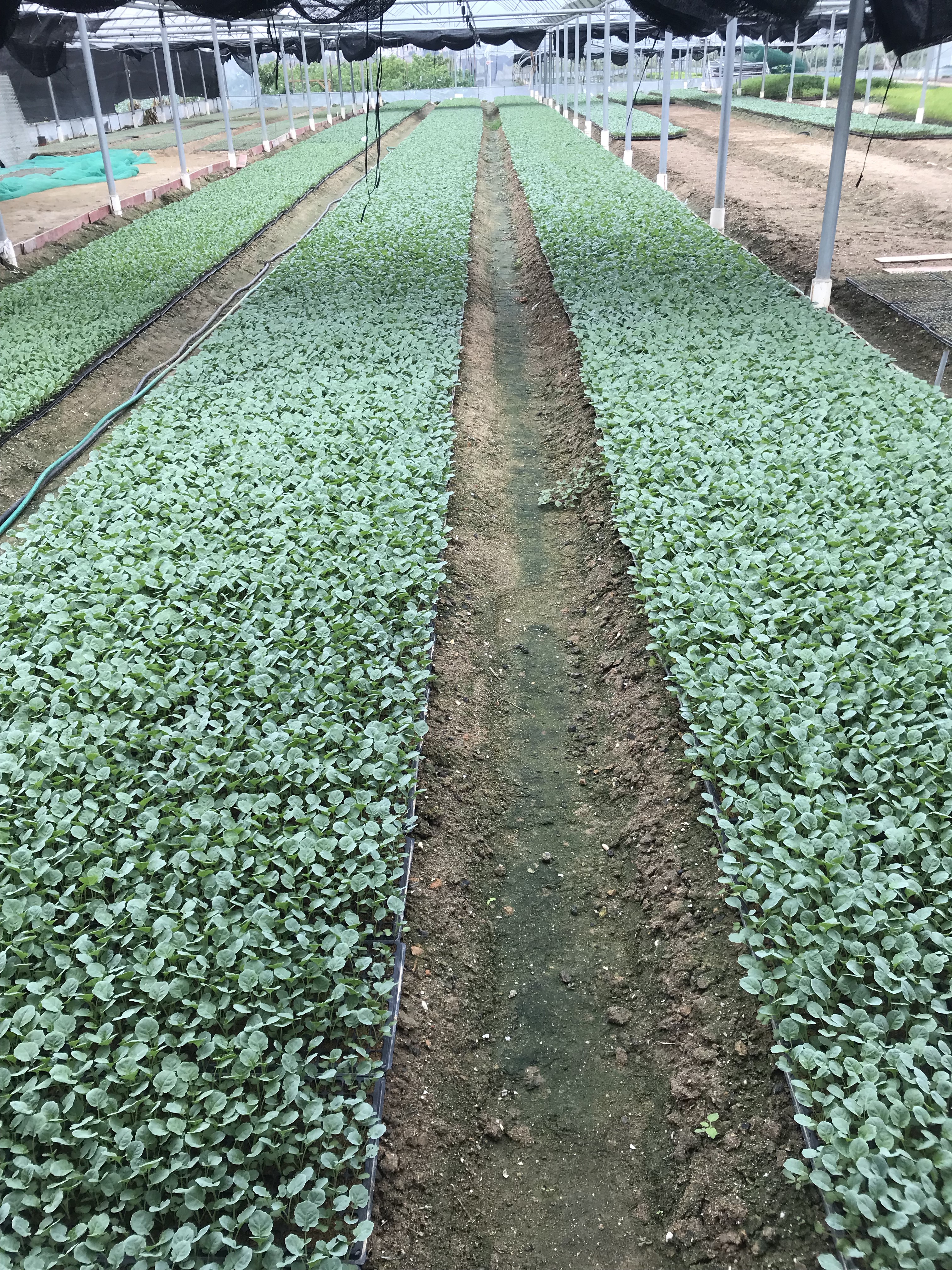 西兰花苗 优质种苗 精心培育 质量充足
