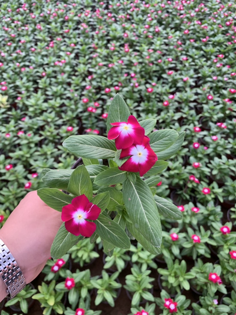 长春花种子