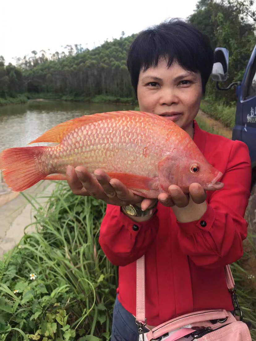 红罗非鱼 鲜活红罗非彩虹鲷冰冻彩虹斑红星斑红罗飞鱼珠海原产地发货