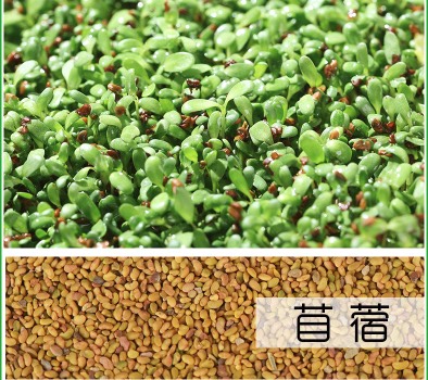 紫花苜蓿种子