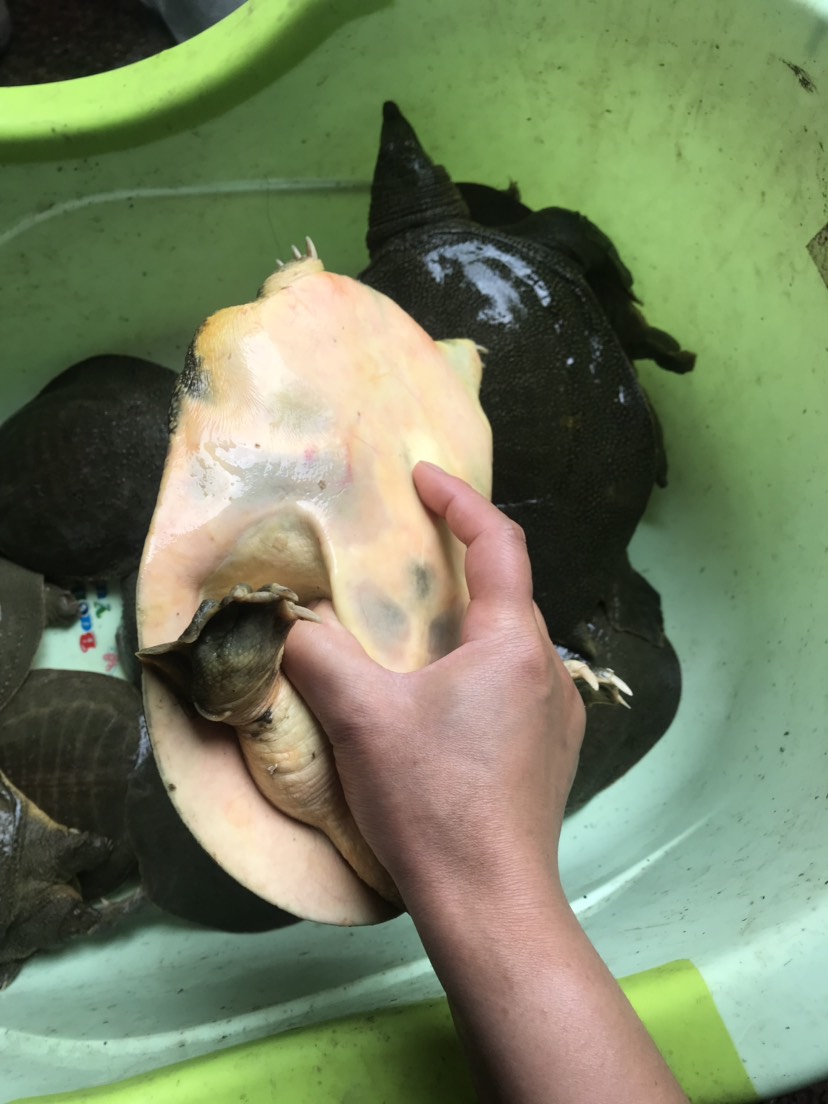 母种甲鱼,产蛋种鱼