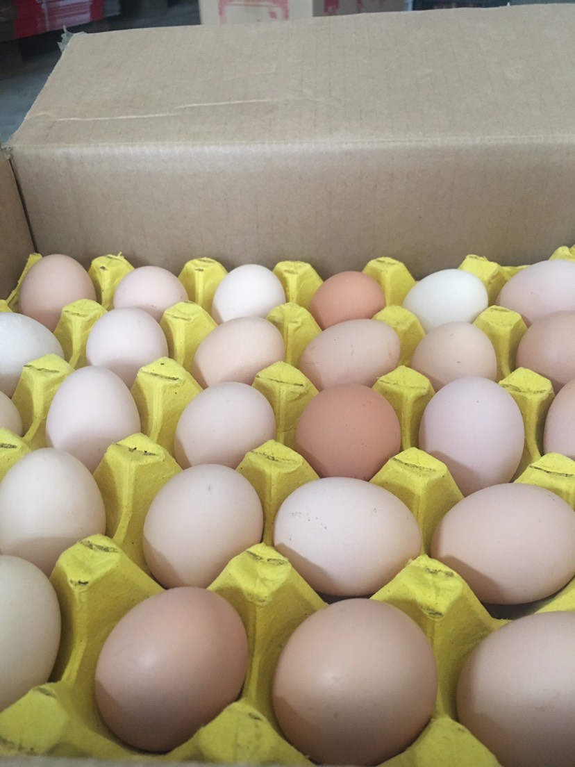 常年大量供应,各种精品土鸡蛋,农七,花凤等精品蛋