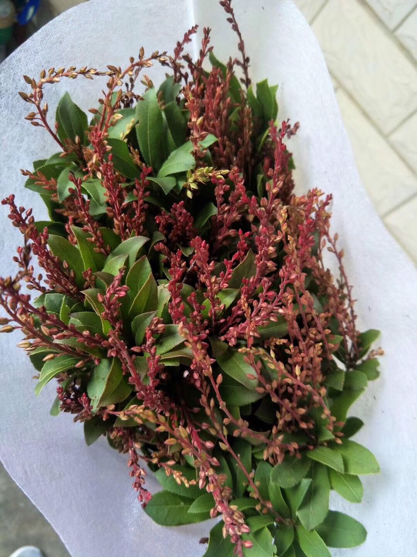 草花 云南山里红闹鸡花