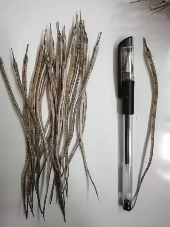 小海龙500克干药材海龙批发海龙泡酒料海鲜干货一手货源批发