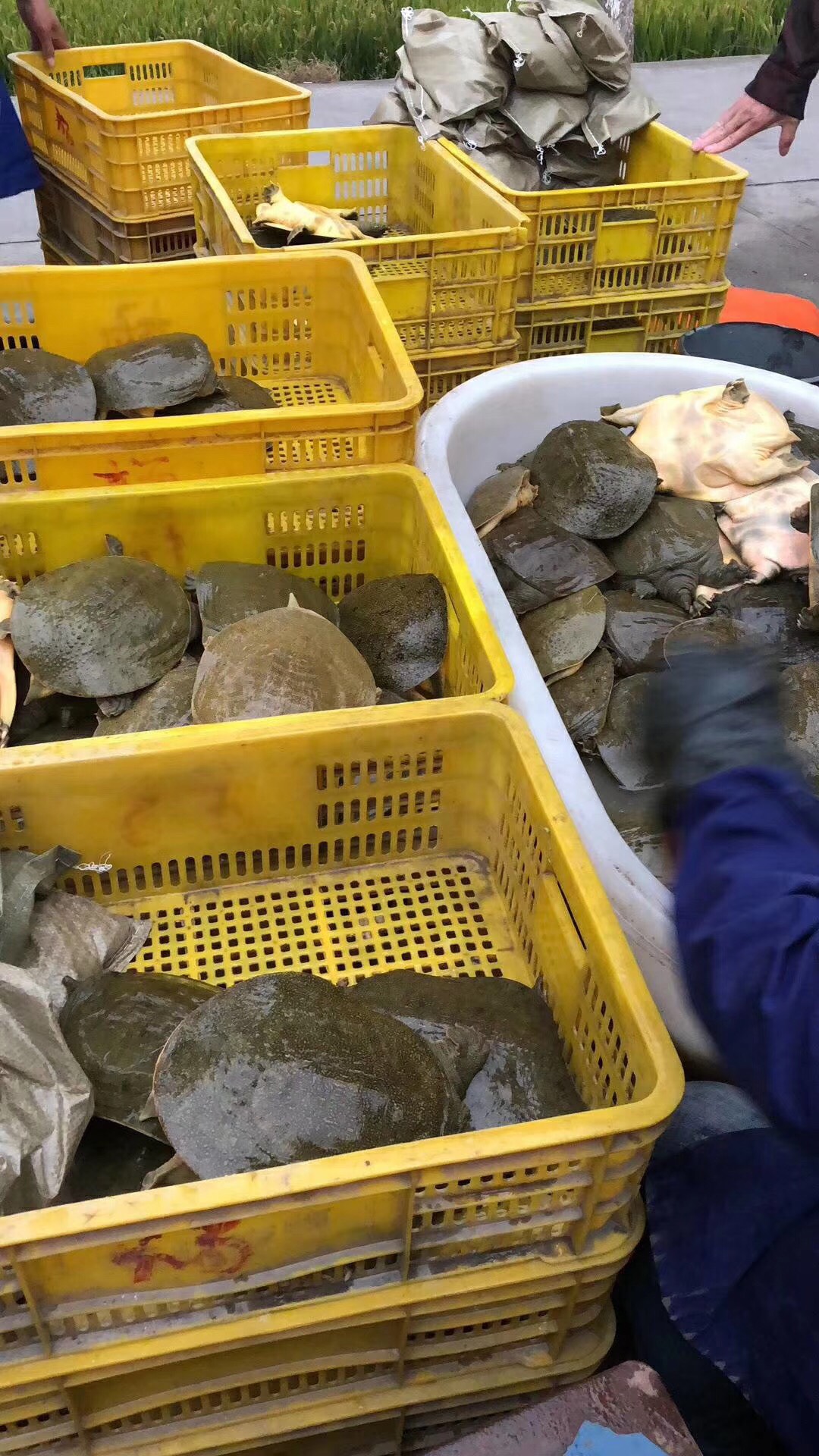 [外塘甲鱼批发] 外塘大甲鱼活体包邮王八团鱼中华老,.