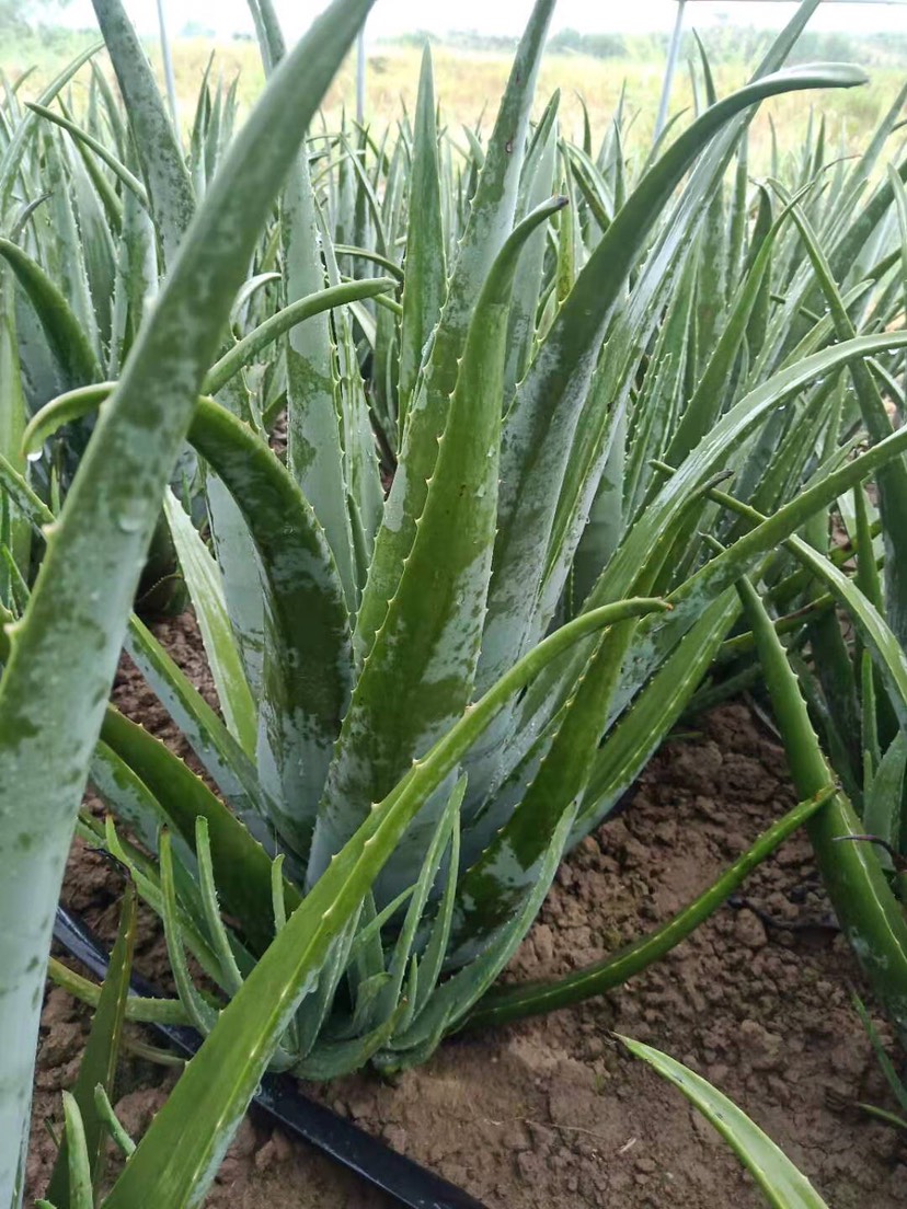 库拉索芦荟种植基地