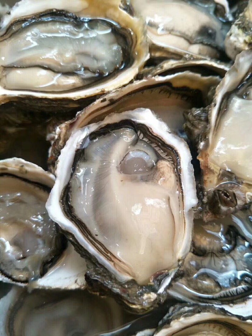 井州牡蛎 人工养殖 6到9