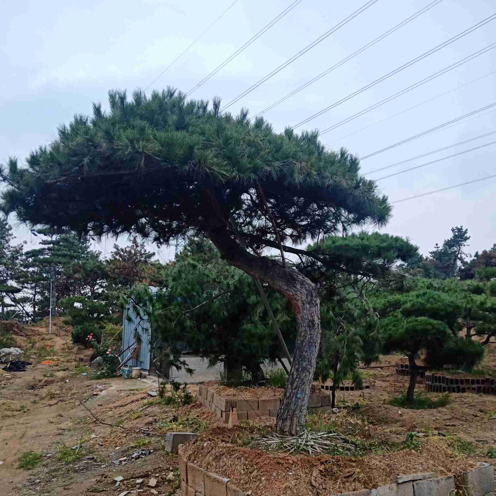 造型松树 万亩造型景松基地欢迎您