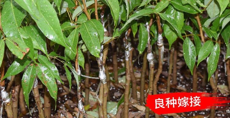 妃子笑荔枝苗 冰荔荔枝嫁接苗妃子笑桂味糯米糍实生苗南北方种植 带土