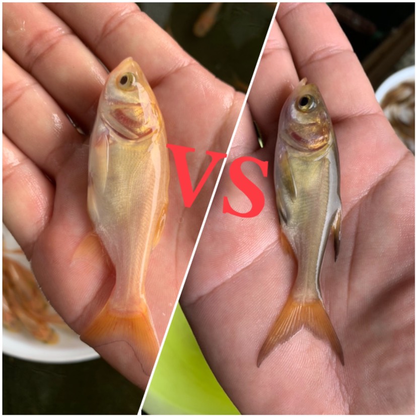 [金大头鱼苗批发] 金大头鱼苗,金鲢鱼苗,金鳙鱼苗价格