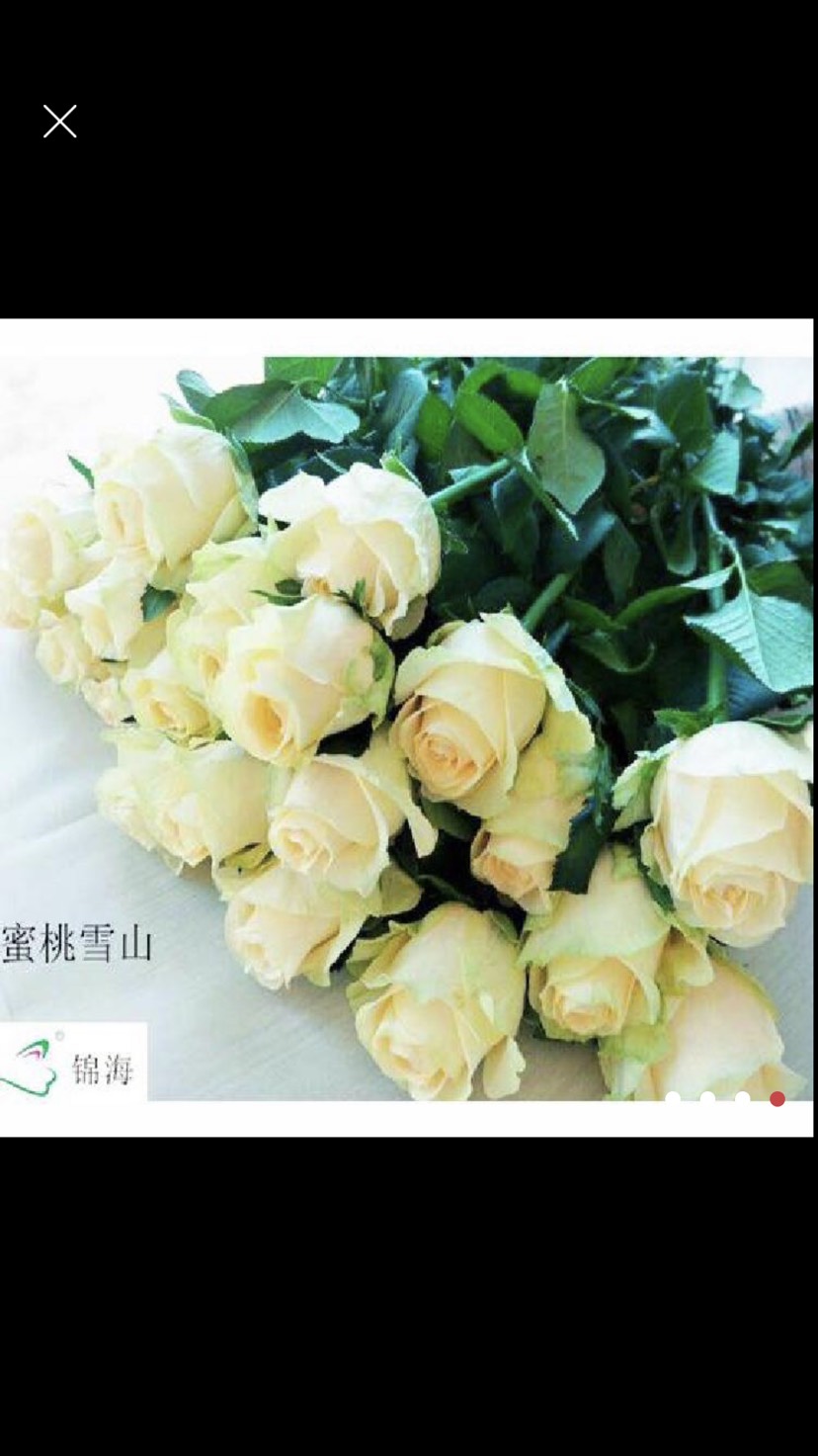 玫瑰蜜桃雪山香槟玫瑰