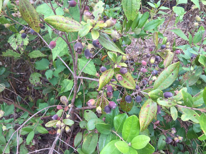桃金娘苗桃金娘树苗念子果树苗盆栽地栽庭院种植都可以生能力强