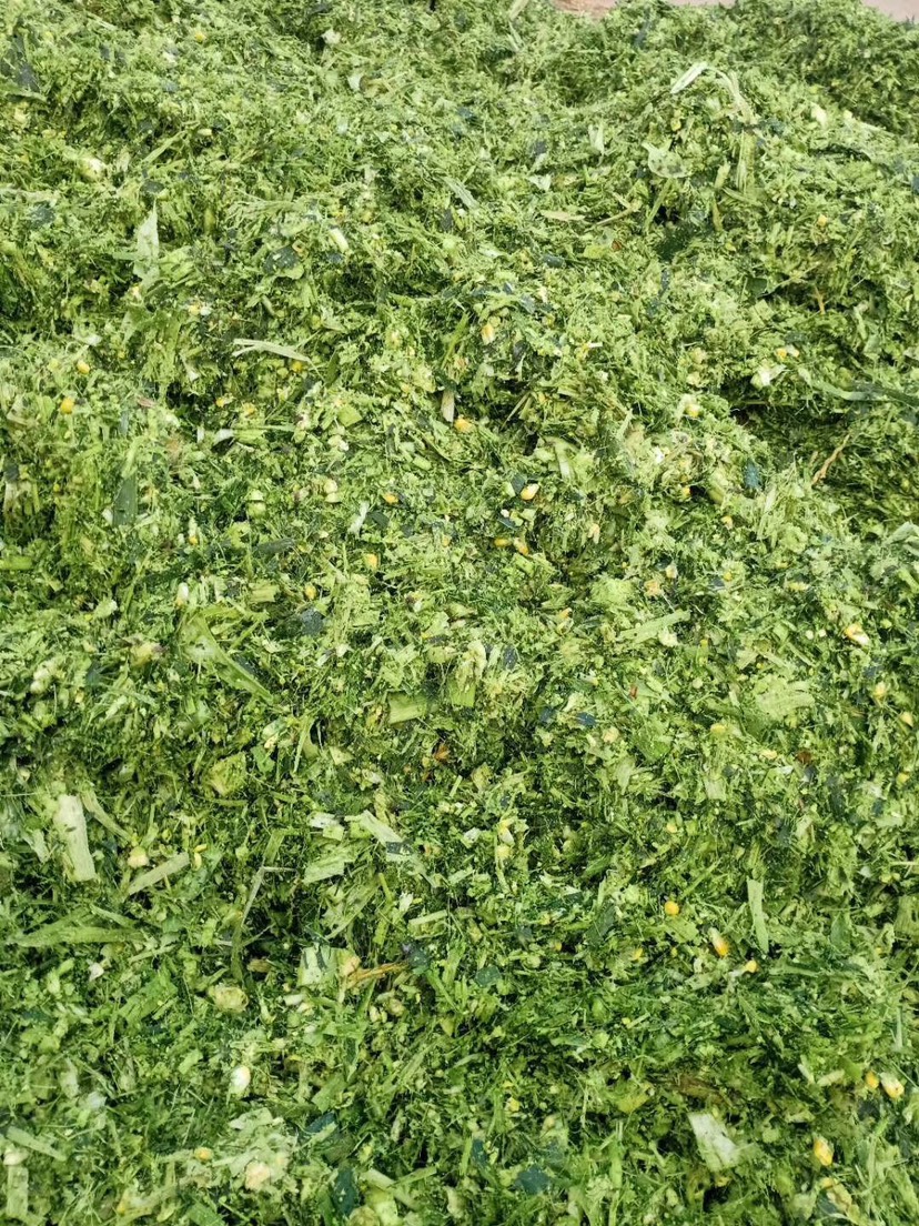 品种名:青储草 品种名:青储草          本公司大量出售全株玉米秸秆