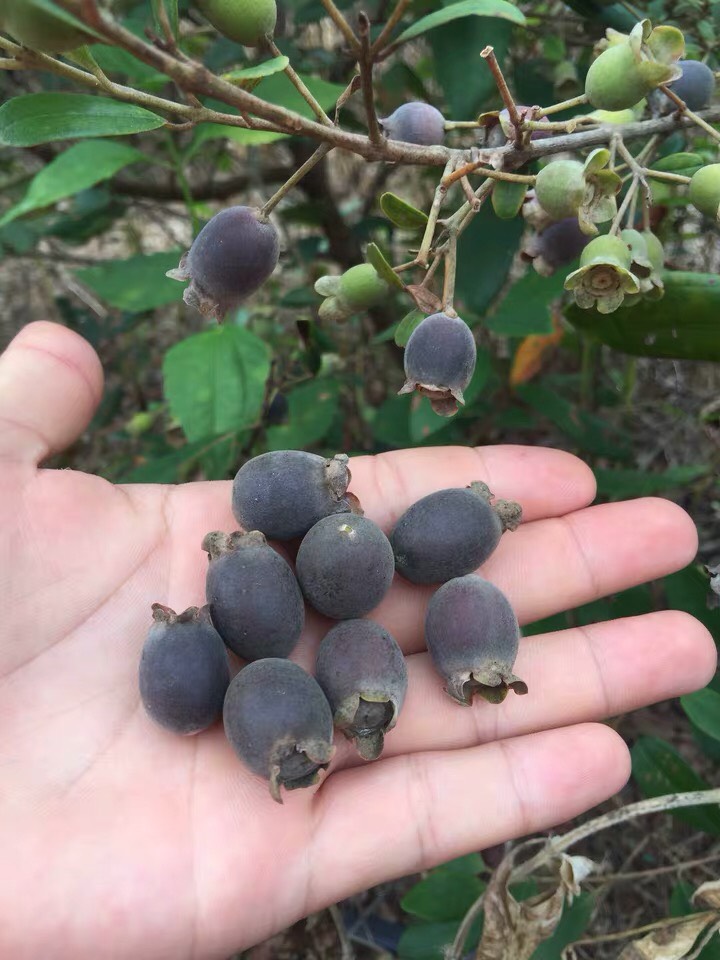 桃金娘苗桃金娘树苗念子果树苗盆栽地栽庭院种植都可以生能力强