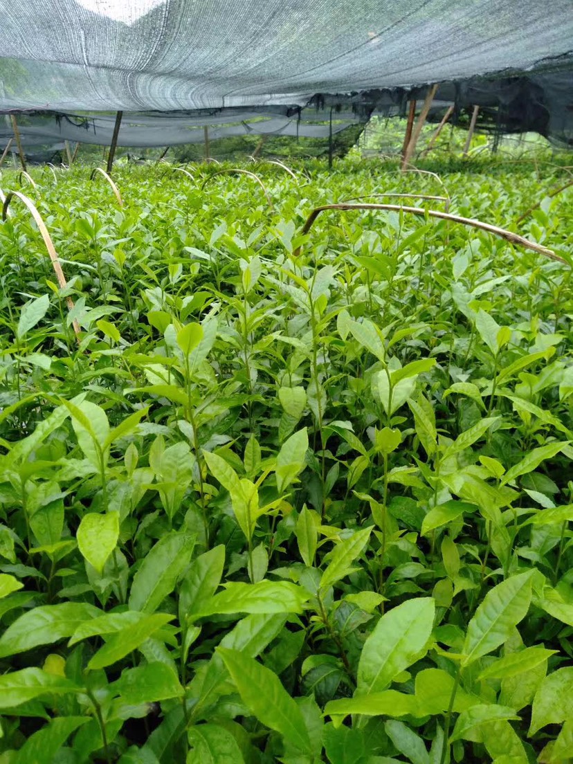 安吉白茶树苗 国际公认的云南省普洱市的新品种雪芽100号茶.
