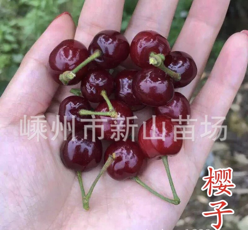 早大果樱桃苗 樱子樱桃苗 樱珠 紫红樱桃苗 南方种