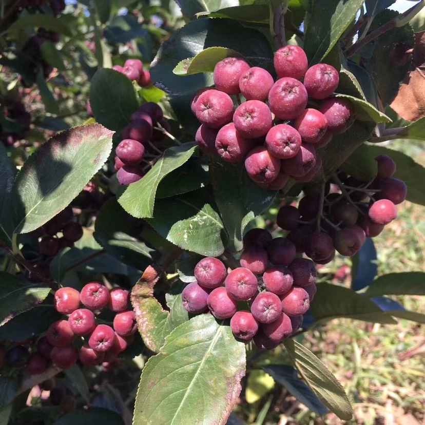 行情大厅 种子种苗 花楸苗 黑果花楸苗