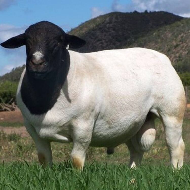 纯种黑头杜泊绵羊活体怀孕母羊种公羊南非白头杜泊羊育肥繁育养殖