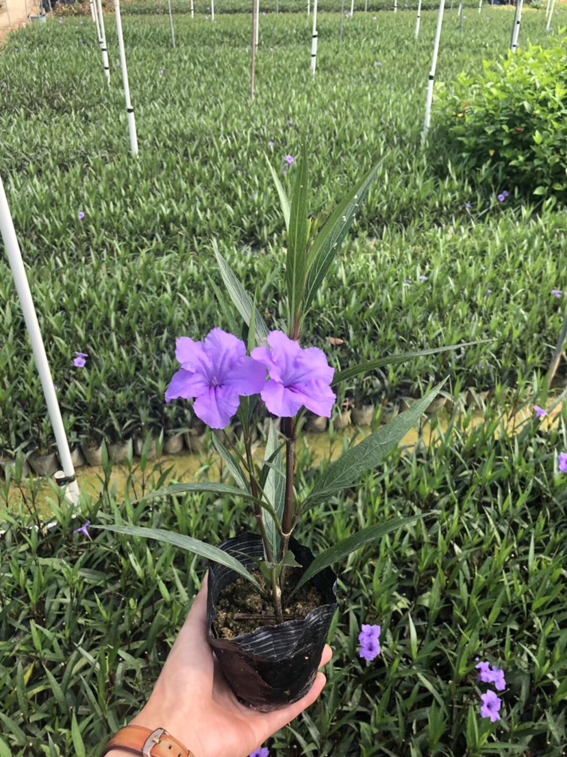 揭阳普宁市大花芦莉 蓝花芦莉 翠芦莉20公分高