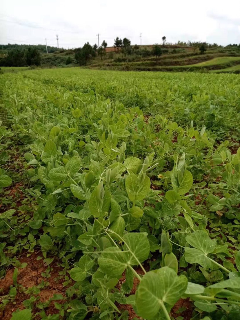 现货供应高山豌豆尖 红菜苔