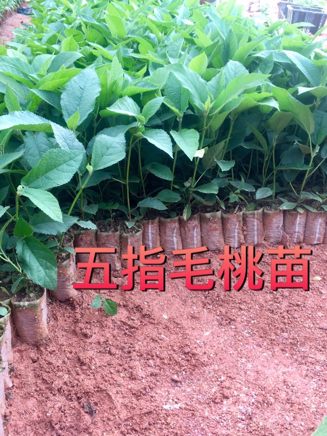 五指毛桃苗,五指毛桃种苗,五爪金龙