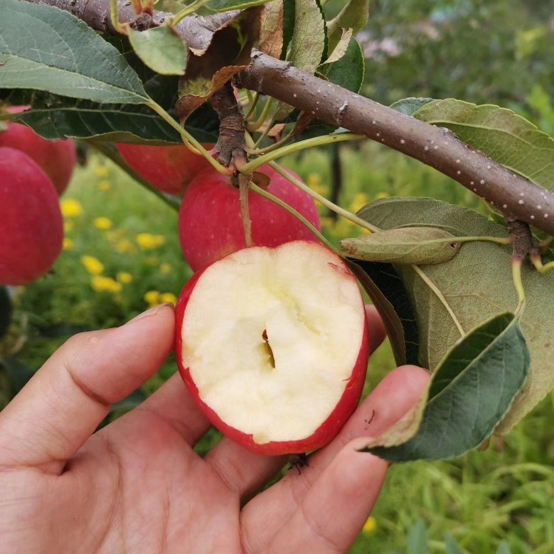 富硒苹果 60mm以下 全红 膜袋