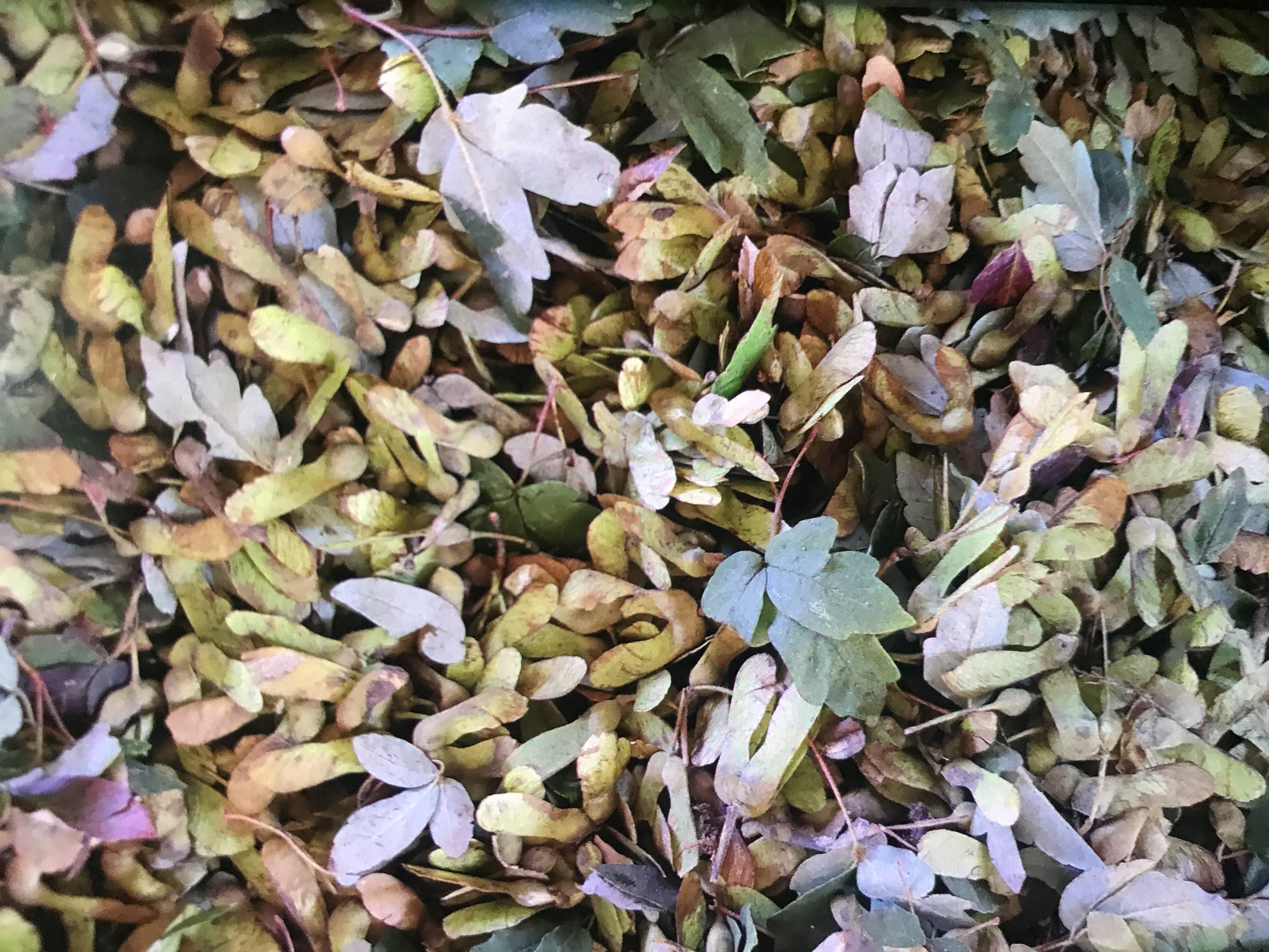 血皮槭苗 血皮槭种子 沙藏种子
