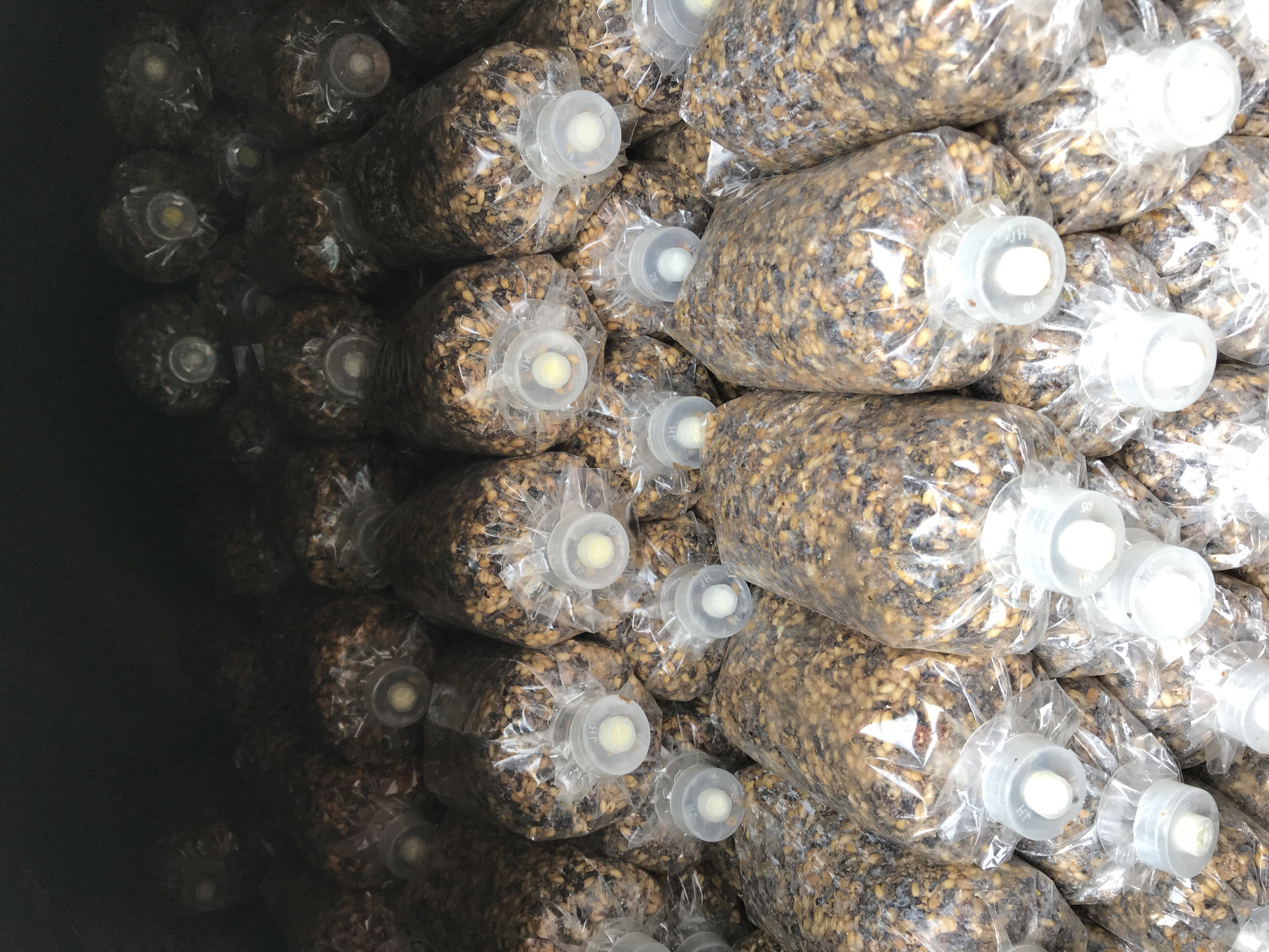 羊肚菌菌种 羊肚菌栽培种接受预定4500一亩包括1500袋营养包