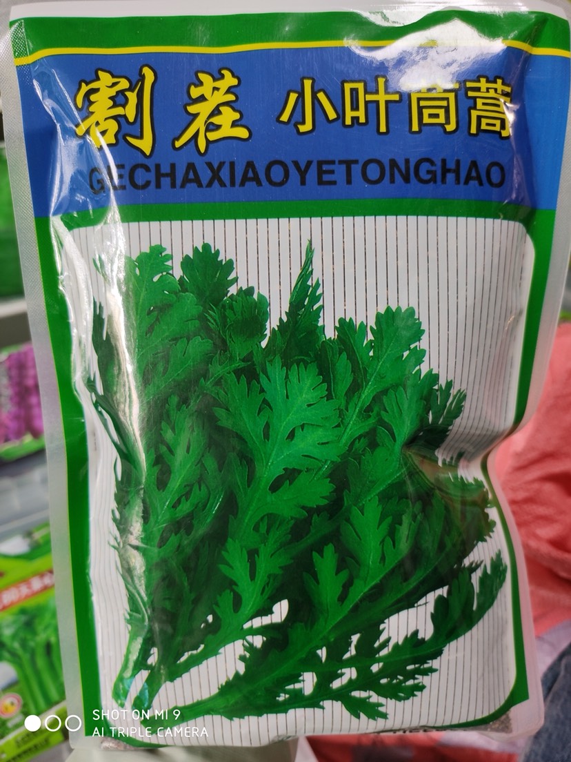 割茬小叶茼蒿种子