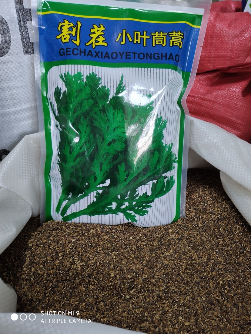 割茬小叶茼蒿种子