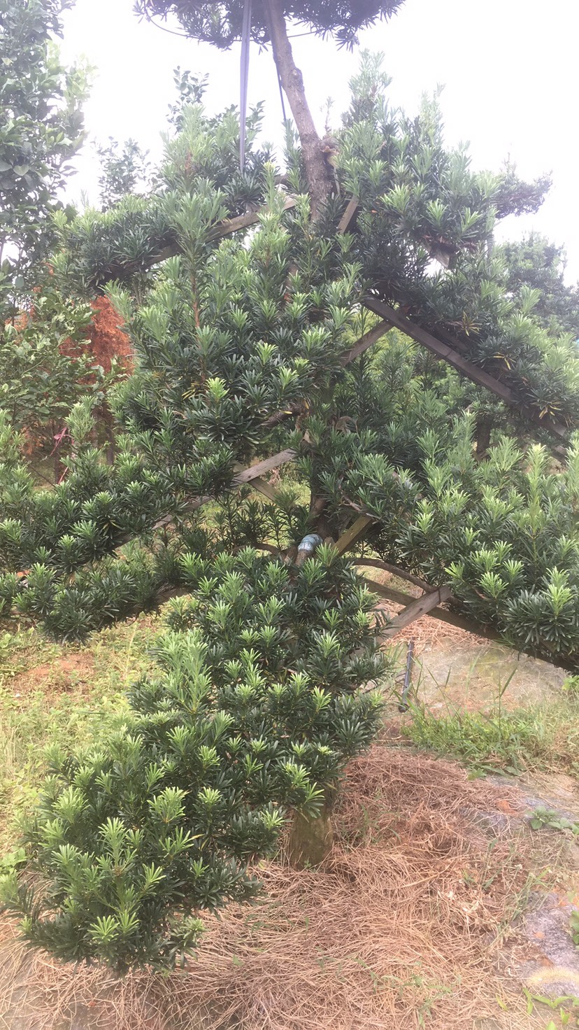 大叶罗汉松