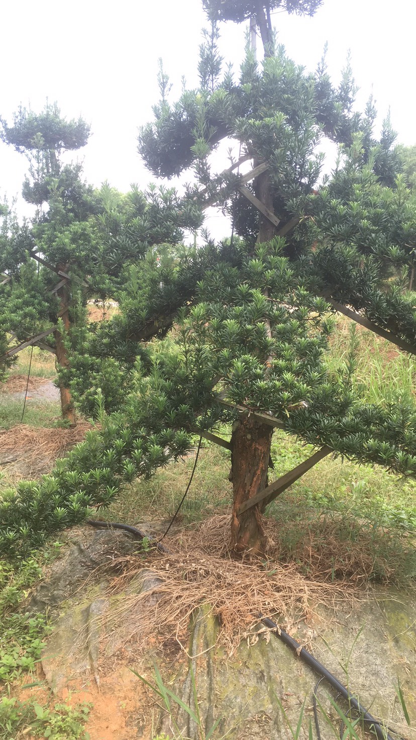 江西鹰潭余江区大叶罗汉松
