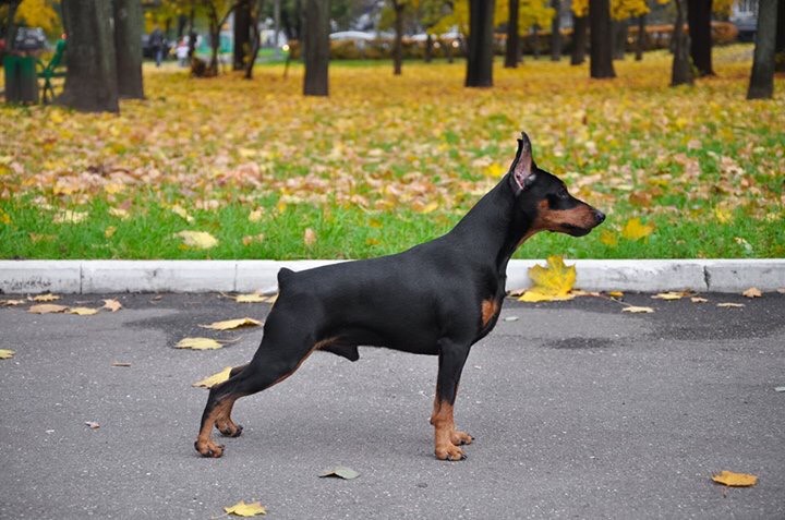 杜宾犬幼犬纯种德国赛级杜宾幼犬狗狗大型立耳断尾杜宾犬幼崽活体