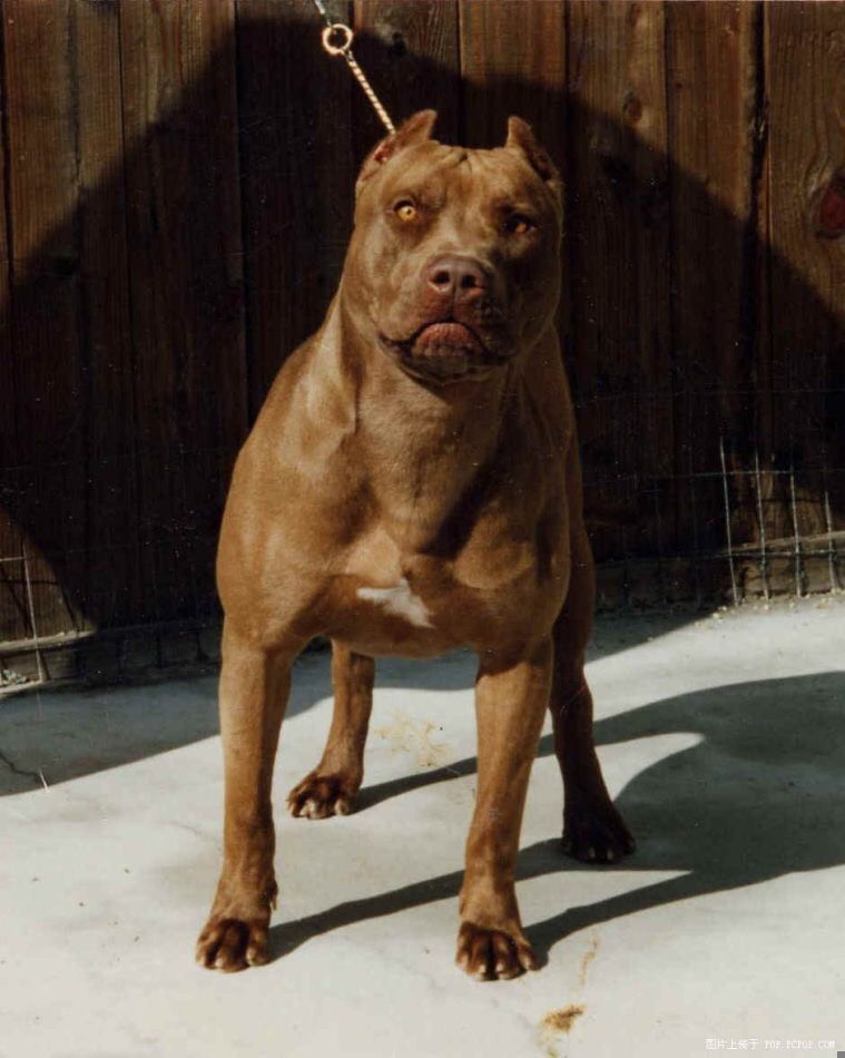 纯种耶鲁血比特犬幼犬斗狗幼犬猎犬护卫犬猛犬巨型比特犬