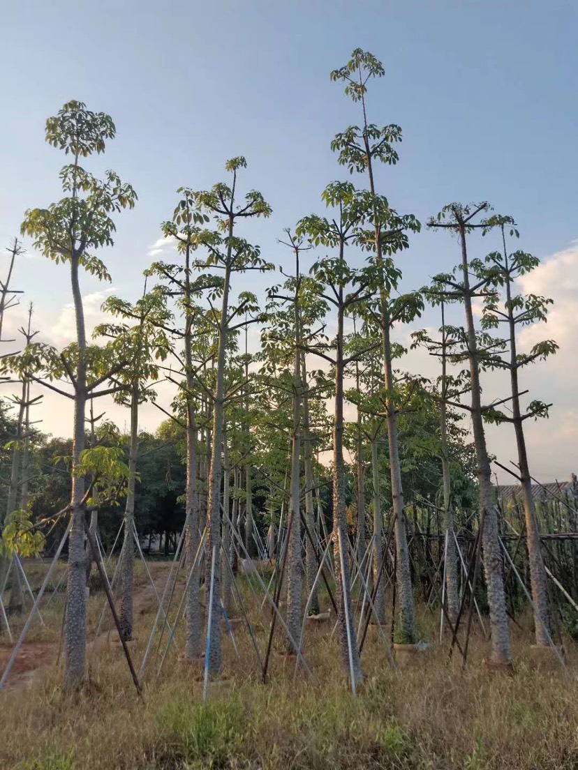 青皮木棉 自家基地苗木直销,量大价优