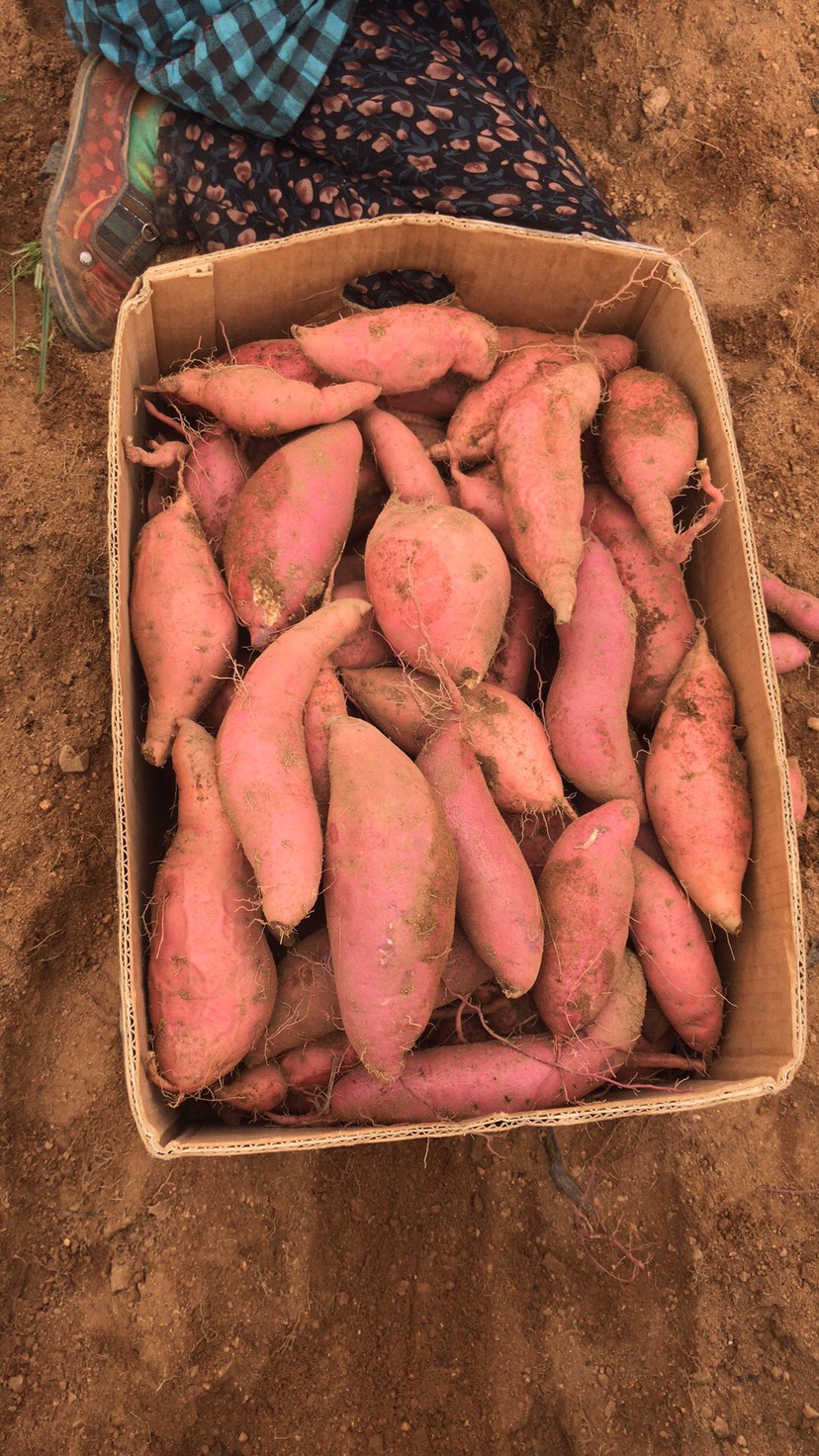 [沙地红薯批发] 沙地红薯 济薯26价格1元/斤 - 惠农网