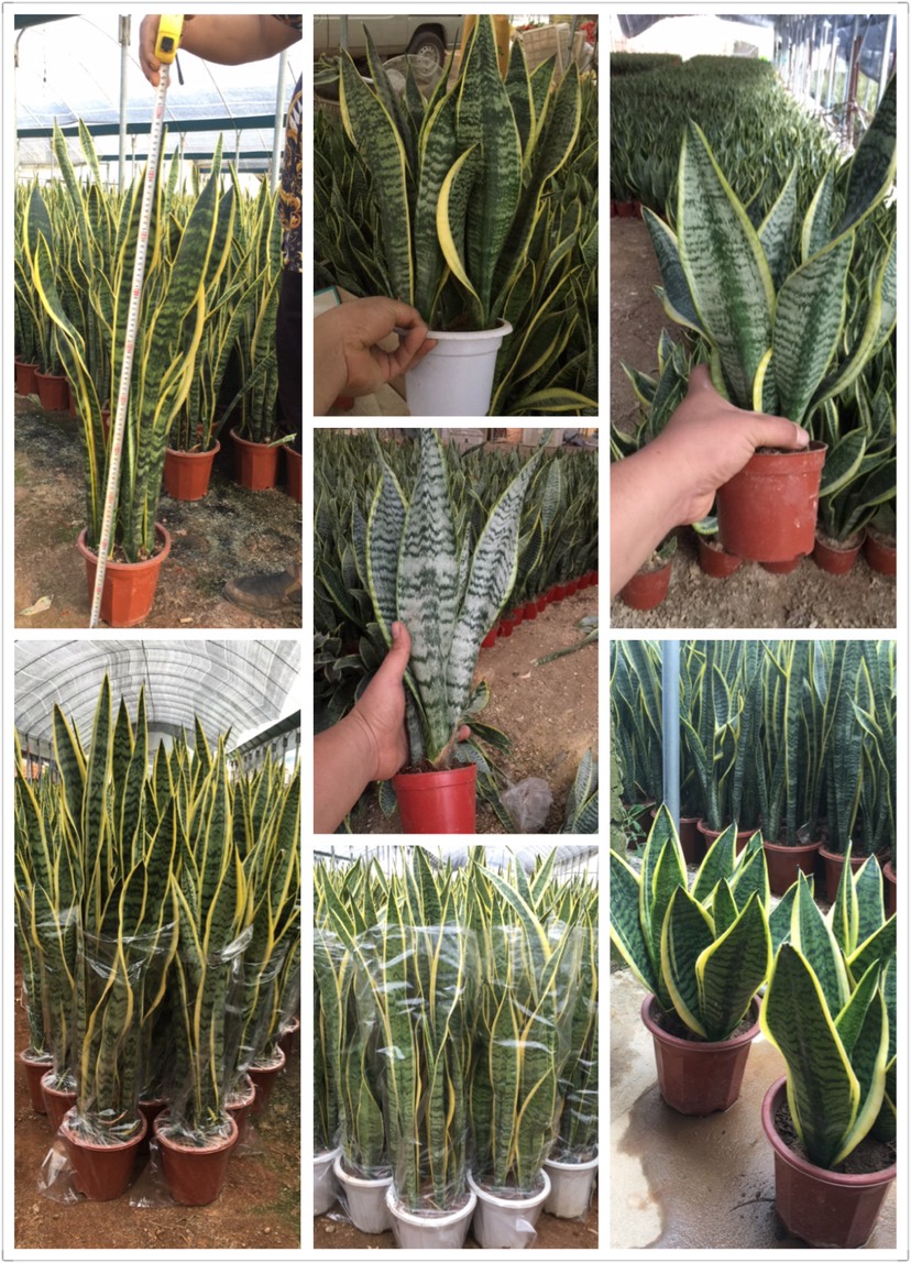 虎皮兰 甲醛克星琥皮兰