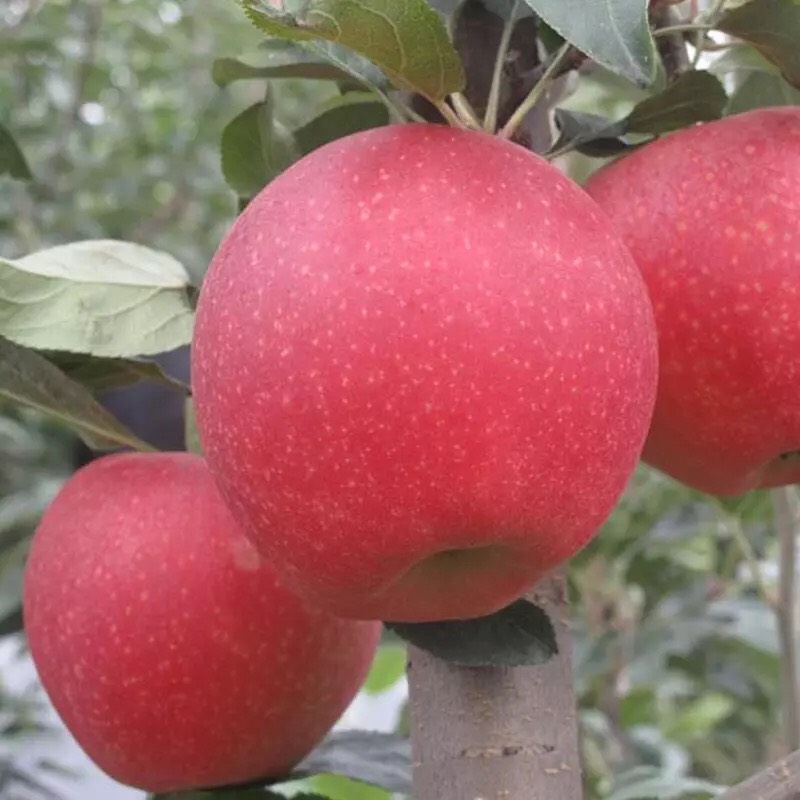 嫁接果树金红苹果树苗 123苹果树苗南北方种植吉红苹果苗当年