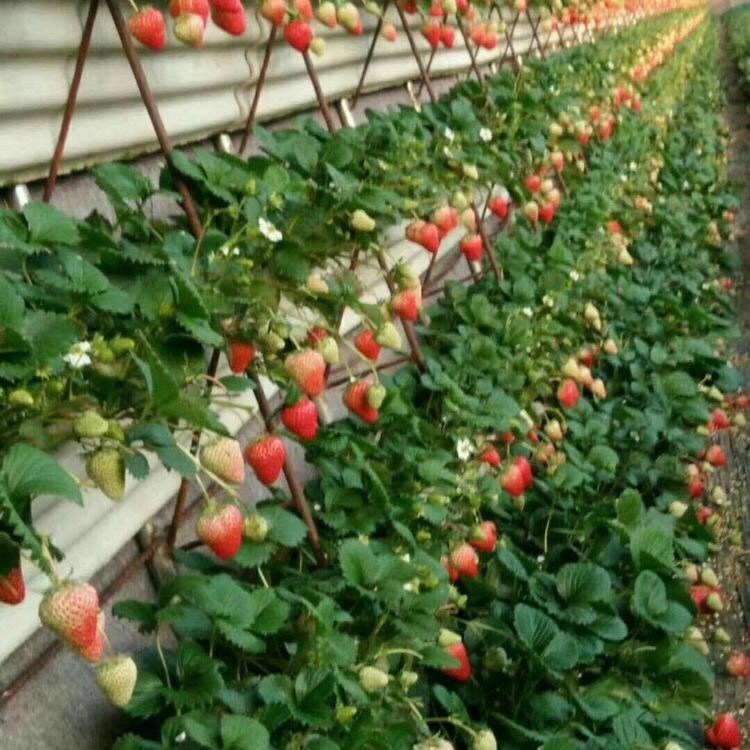 草莓苗大株带土四季阳台盆栽种植食用丹东99隋珠香蕉霹雳蜜草莓