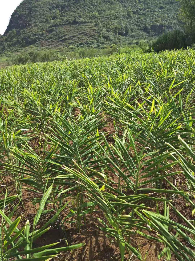 竹姜 精品二黄姜,产自云贵高原,沙地姜,品质好辣度高.